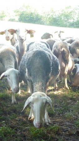 Les Monts de Lacaune dans le Tarn, sont à l'origine du nom de la brebis "la race Lacaune" Vacances dans les monts de lacaune Tarn